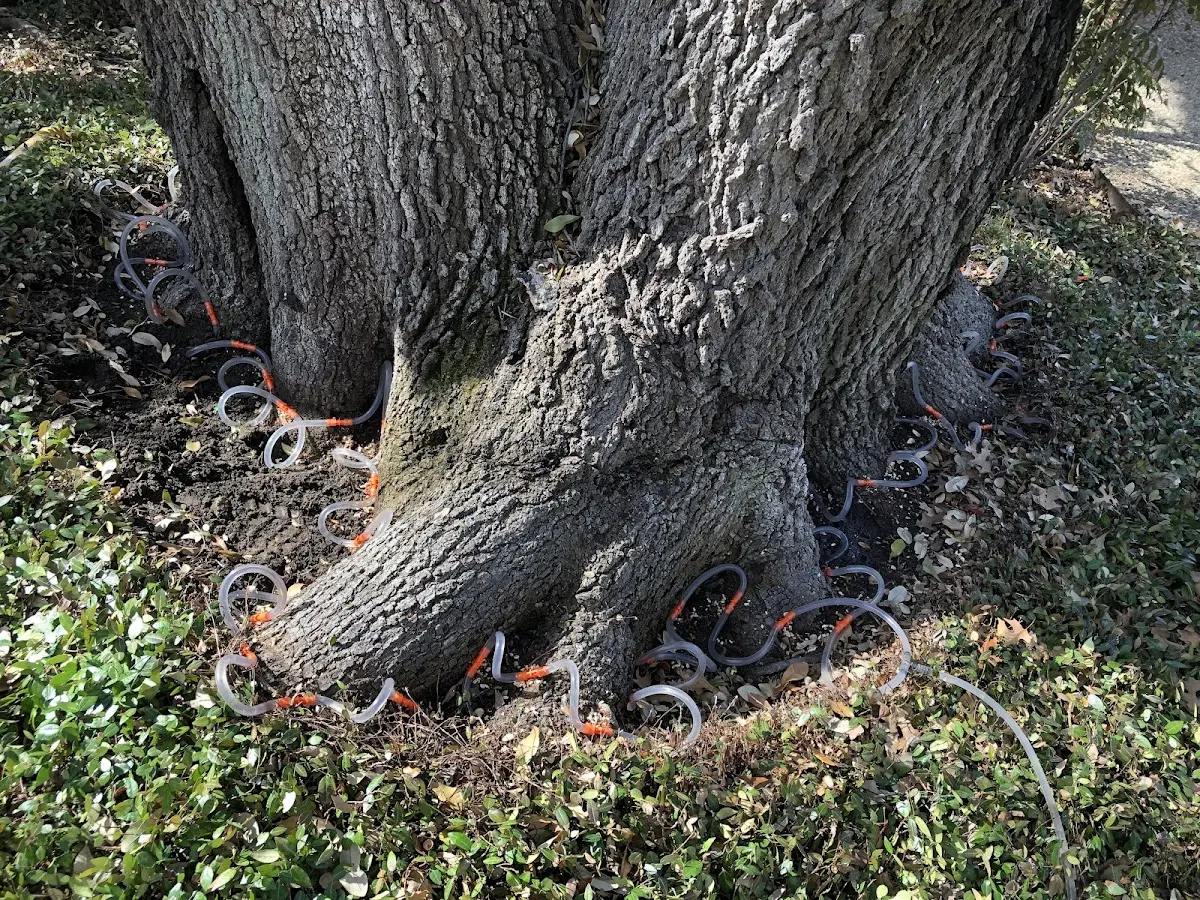 Detailed Tree Cabling and Bracing job site in Cantua Creek